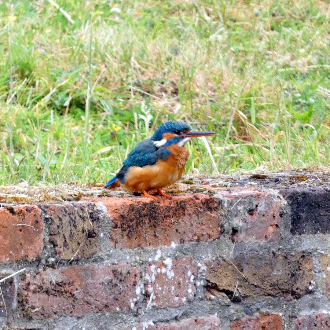 We love it when we spot a Kingfisher at RGM! We caught this one taking a quick rest on the historic brickwork of our canals. See if you can spot one for yourself at our next open day. Buy your tickets at sunday14apriltickets.eventbrite.co.uk #ukbirdwatching #naturewalk #familydayout