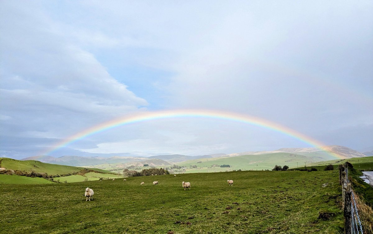 A mid Wales rainbow on the way home from work this afternoon Typically the sheep are staring at me, rather than the great display behind them...