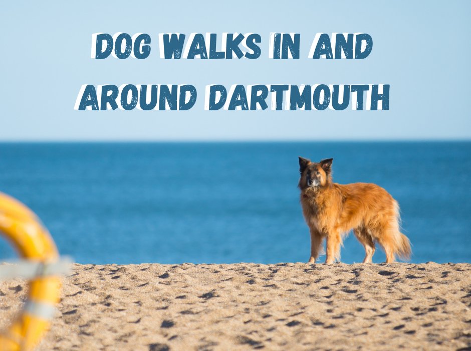 Are you and your furry friend ready for an adventure? 🌊 Dartmouth offers dog a huge range of scenic walks that are sure to make tails wag with excitement! 🐶🐾 Check out our top dog walks in #Dartmouth here 👇 discoverdartmouth.com/dog-walks-in-a… #NationalPetMonth #DogFriendlyDartmouth