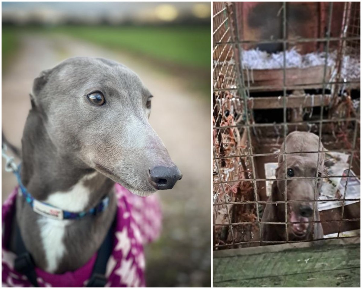 Looking at Wren’s beautiful face, it's hard to imagine the life that she has endured up until now. She's just come into our care with 3 other greyhounds, the conditions that they were being kept in were appalling. Read her story & how you can help here: foreverhoundstrust.org/help-wren-with…