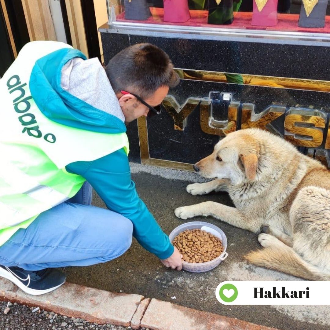 ahbapdogu's tweet photo. Dünya Sokak Hayvanları gününde eş zamanlı besleme etkinliğimizin ilk etabını gerçekleştirdik. Hafta boyunca 42 Ahbap şehrinde 1890 kg kedi 1890 kg köpek mamasını dağıttık. Sokak hayvanlarının daha iyi şartlarda yaşaması için elimizden geleni yapmaya devam ediyoruz. 💚 https://t.co/6e4kqOxnia