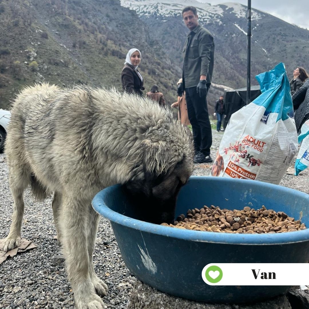 ahbapdogu's tweet photo. Dünya Sokak Hayvanları gününde eş zamanlı besleme etkinliğimizin ilk etabını gerçekleştirdik. Hafta boyunca 42 Ahbap şehrinde 1890 kg kedi 1890 kg köpek mamasını dağıttık. Sokak hayvanlarının daha iyi şartlarda yaşaması için elimizden geleni yapmaya devam ediyoruz. 💚 https://t.co/6e4kqOxnia
