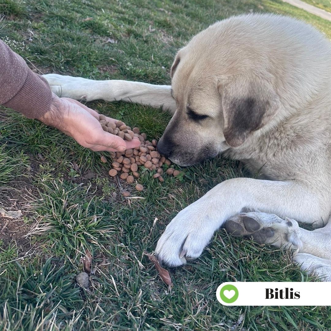 Dünya Sokak Hayvanları gününde eş zamanlı besleme etkinliğimizin ilk etabını gerçekleştirdik. Hafta boyunca 42 Ahbap şehrinde 1890 kg kedi 1890 kg köpek mamasını dağıttık. Sokak hayvanlarının daha iyi şartlarda yaşaması için elimizden geleni yapmaya devam ediyoruz. 💚