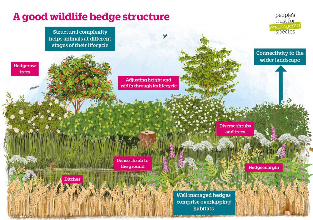 From the herbaceous vegetation at the bottom🌾, to the woody shrubs that make up the structure 🌿and the trees that tower above the hedge canopy 🌳 each #hedgerow component contributes important resources to wildlife. 👉 ptes.org/hedgerow/hedge…