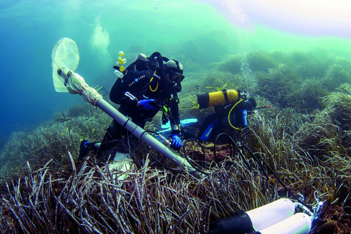 🔬🌊 #DIVEsea : nouvelle campagne pour mieux connaître la biodiversité marine ! Dans le cadre du programme #ATLASea, des scientifiques partiront explorer la biodiversité des stations marines françaises. Coup d'envoi en juin à la station marine de Dinard 👉 bit.ly/43MT3rD