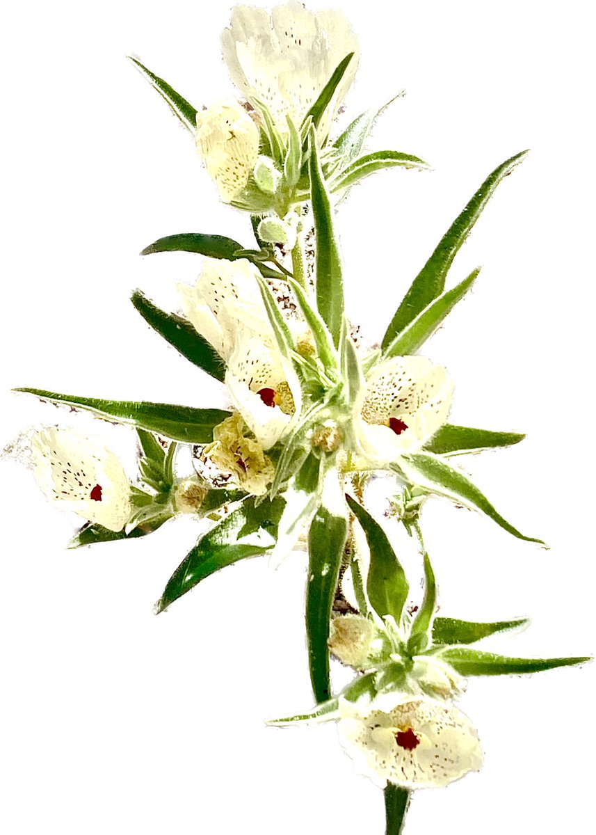 Ghost flower in the California desert. #superbloom #wildflowers #superbloom2024