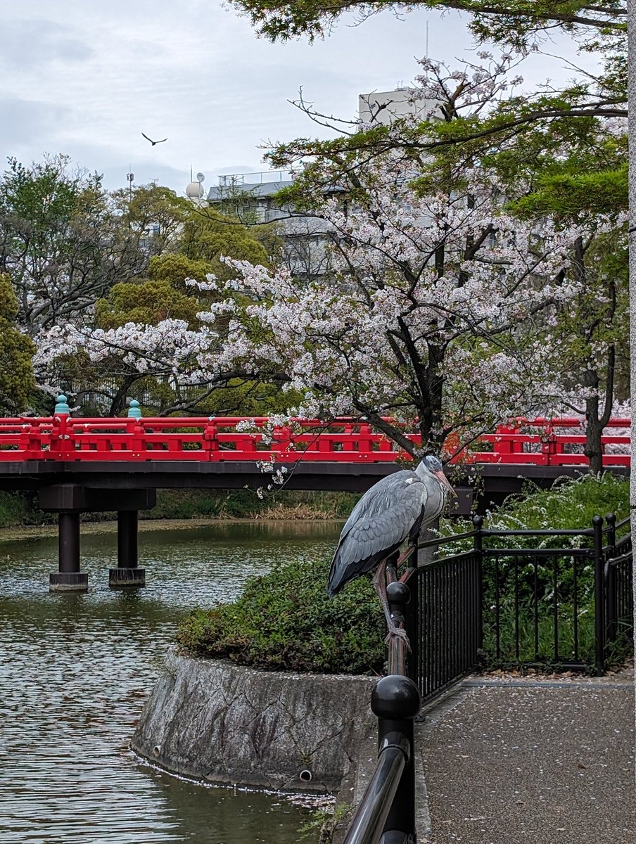 colin, supposedly tweet media