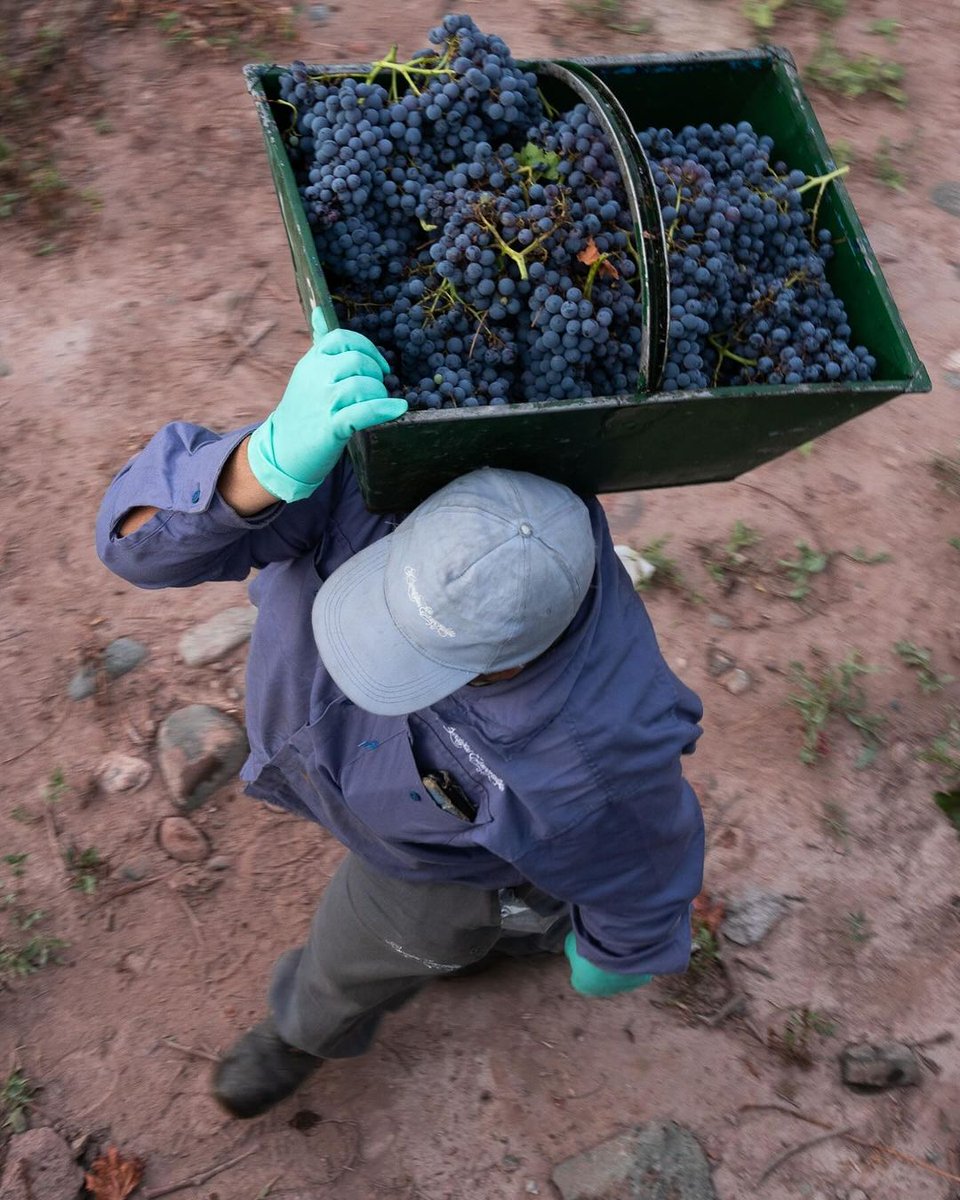 Spreading the magic of harvest 2024! With careful hands and a joyful spirit. Join us in witnessing the beauty of this year’s harvest at Catena Zapata.