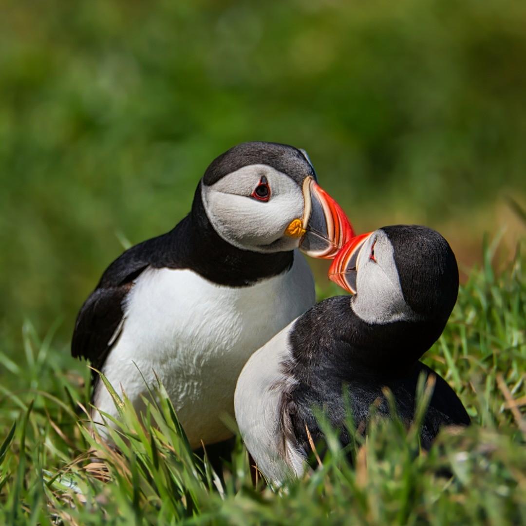 Till death do us part 🧡 Puffins are known for their monogamous nature. They reinforce their connection with the same mate by gently rubbing their bills together. #EarthCapture by Ísak Aron Víðisson via Instagram