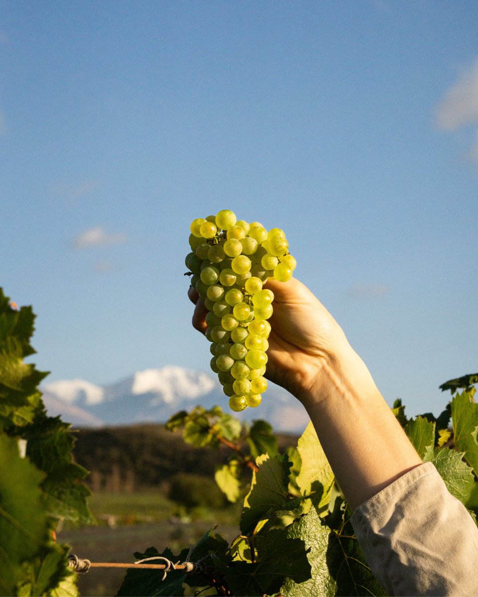 ¡La cosecha en nuestra querida parcela White Bones del Viñedo Adrianna! Recientemente honrado con una puntuación perfecta por James Suckling, este vino captura la esencia de la vitivinicultura de altura y el paisaje de la Cordillera de los Andes. #CatenaZapata