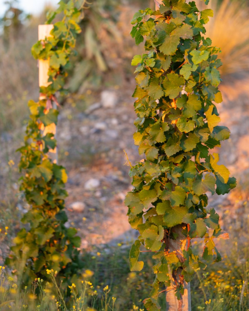 Vines growing in the Gobelet system at our Adrianna Vineyard in Gualtallary! This system is a traditional method of vine training where vines are allowed to grow without the support of trellising wires. Instead, the vine sprawls freely, forming a bush-like shape. #CatenaZapata