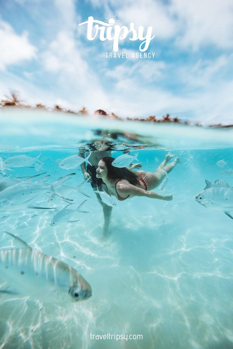 traveltripsy's tweet photo. The Maldives have some of the largest and most diverse varieties of marine life. The islands are surrounded by coral reefs. Over 2,000 species of fish call the reefs home. 🐟 

Schedule your complimentary vacation consultation here: https://t.co/ogTtKopWSM https://t.co/ynaPehmWd4