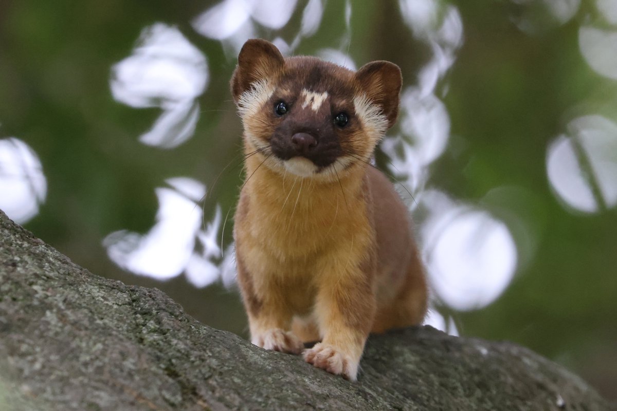 #RuralCountyPhoto: A delightful Long-Tailed Weasel gracefully perched on a branch in #SonomaCounty is #RCRC’s rural county photo of the week. This enchanting photo was captured by Douglas Miller and submitted to #RCRC’s Annual Rural County Photo Contest in 2021.

@CountyofSonoma