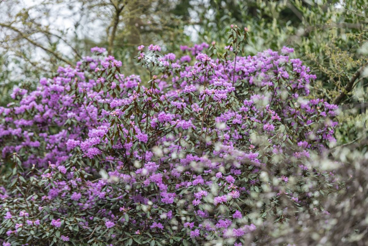Spring at @ChirkCastleNT is a flush of pink cherry blossom, the sound of birdsong, and a gentle wander amongst the scents and seasonal colours in the enchanting 5.5 acre garden. Plan your visit: bit.ly/2xhyoiU #BlossomWatch