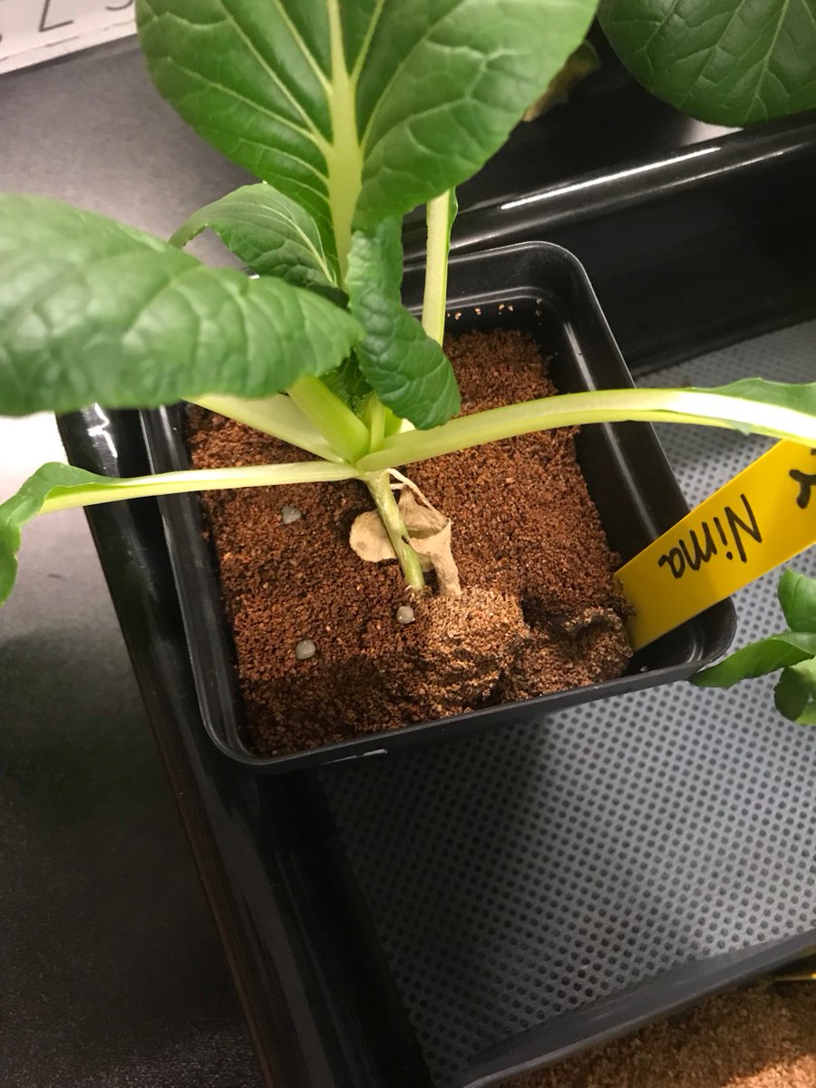 University Hill Secondary Alien Farm tweet media