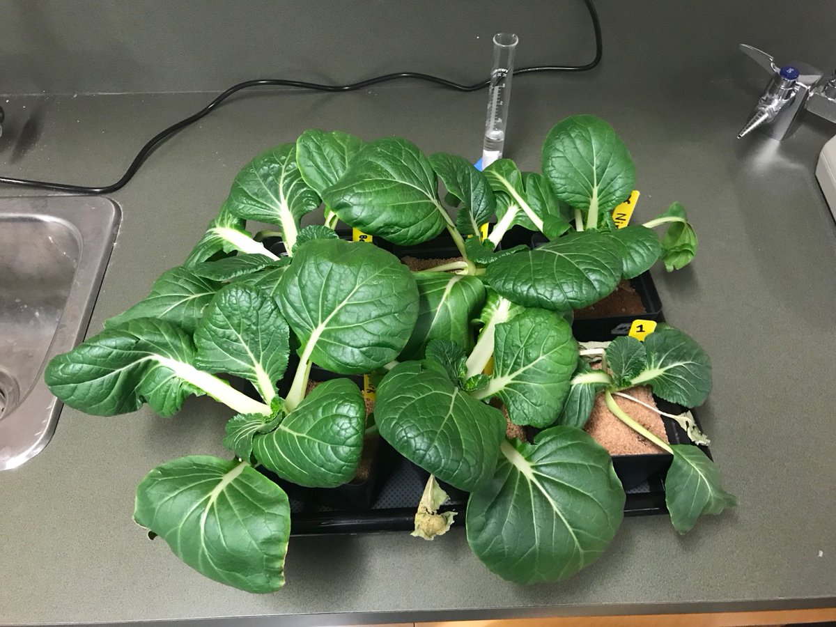 University Hill Secondary Alien Farm tweet media