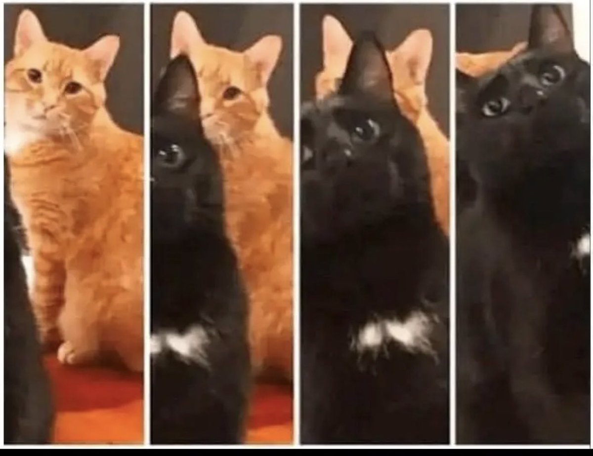 #Eclipse2024 

🐈🐈‍⬛😹♥️