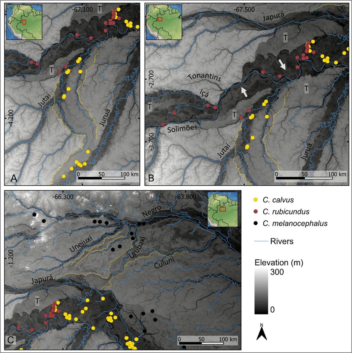 Impact of Quaternary Amazonian river dynamics on the diversification of uakari monkeys (genus Cacajao). onlinelibrary.wiley.com/doi/10.1111/jb…. In this paper, we showed how river rearrangements influenced the geographic distribution, gene flow, and genetic structure of uakaris.