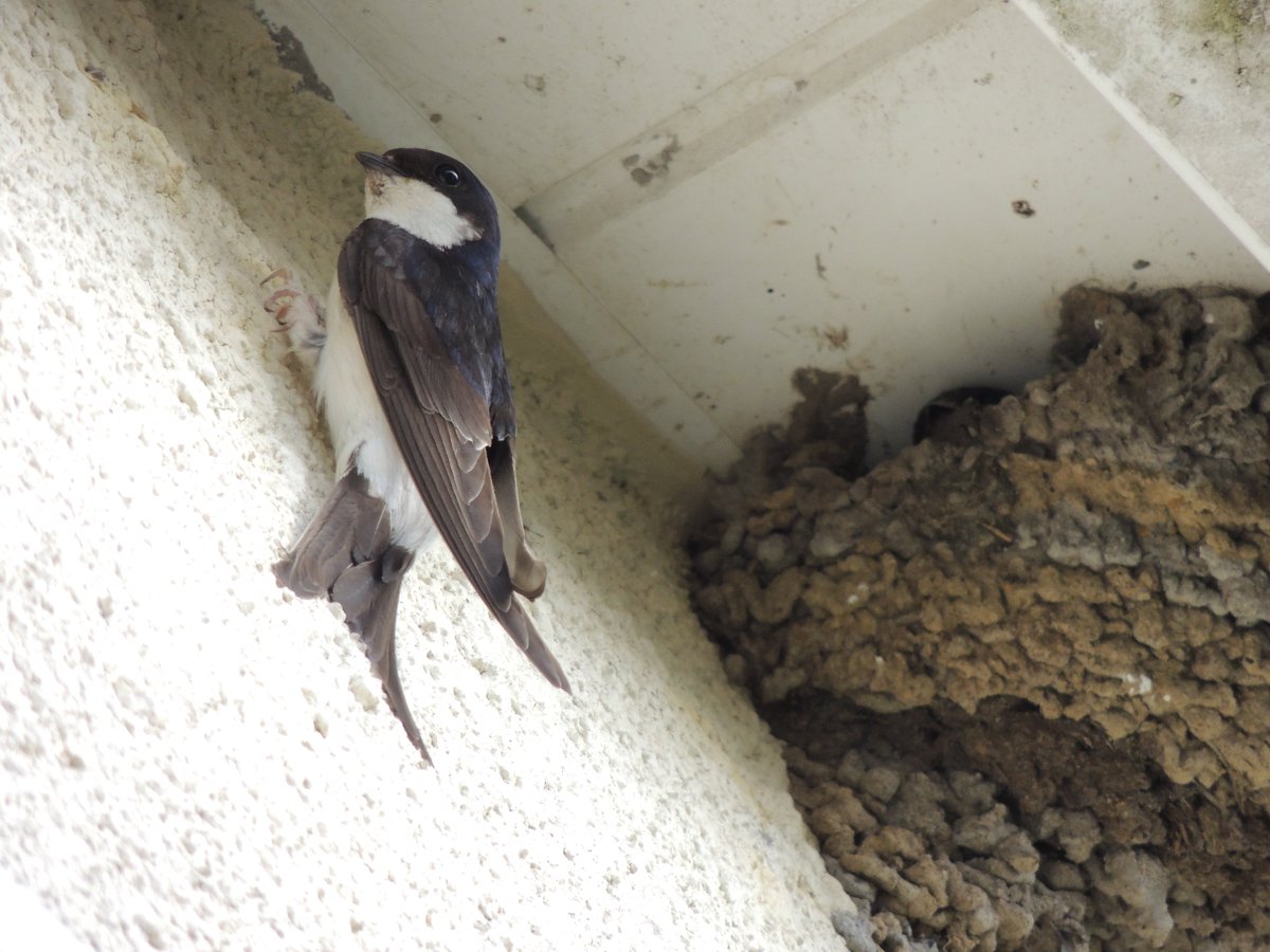 First 104 house martin nest cups have been installed in the Amman Valley thanks to support from the local nature partnership, @AmmanUnitedRFC and @CwmammanTC. Hoping to install the remaining 100 or so next week on several buildings closer to Ammanford.