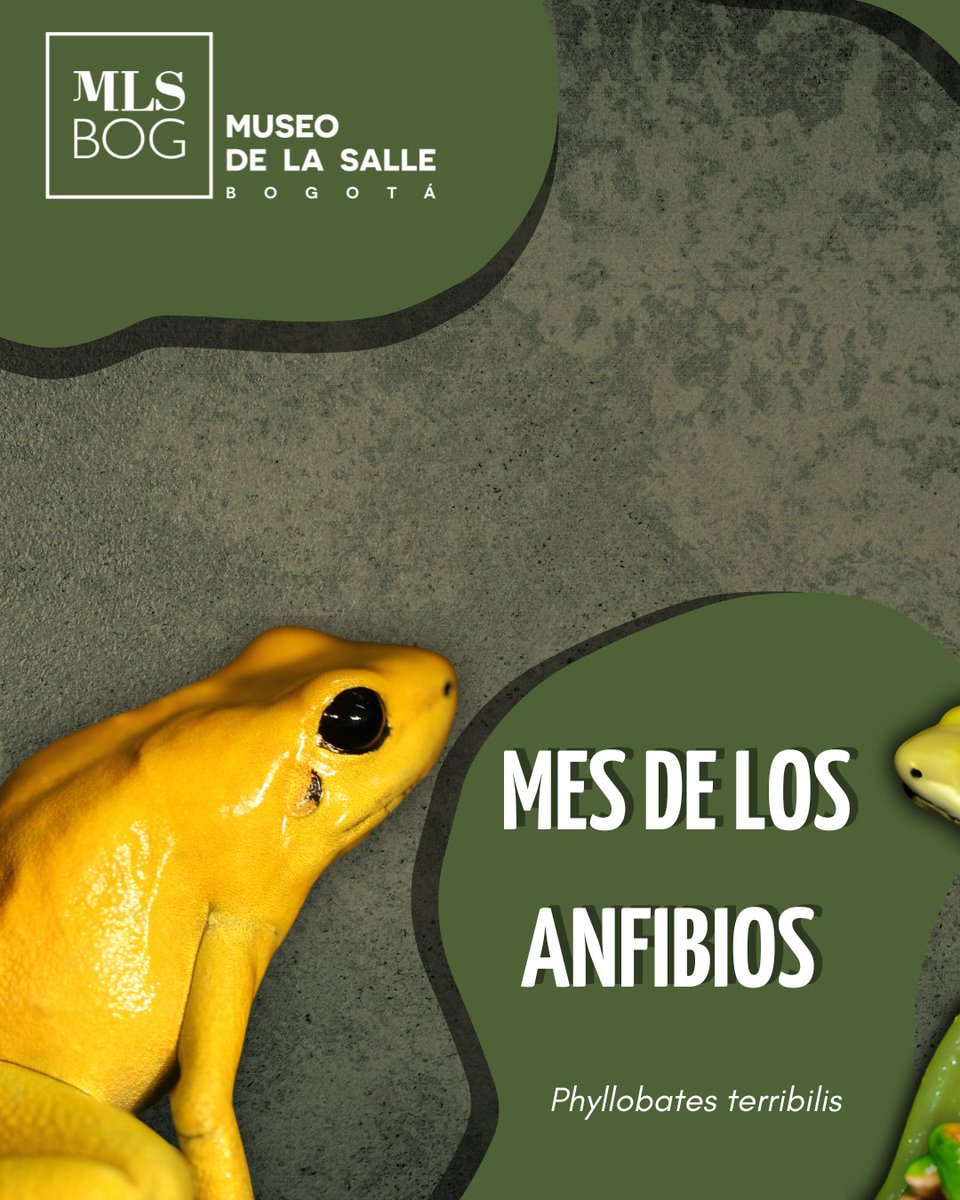 museolasalle's tweet photo. Bienvenido abril, mes de los anfibios en nuestro Museo de La Salle. ¿Sabías que los anfibios regulan su temperatura a partir del ambiente, lo que los hace susceptibles al cambio climático? Los anfibios son fundamentales para mantener el equilibrio de los ecosistemas

@unisalle https://t.co/al3qxjeEcl