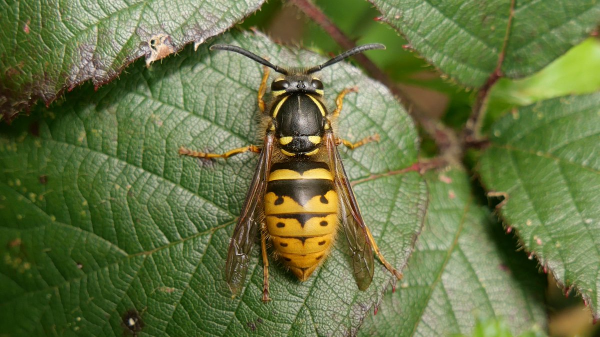 Conops vesicularis ♀ today in Bengeo garden along with its likely local hosts, Vespula germanica queen & Vespula vulgaris queen. @hertsbna #Conopidae