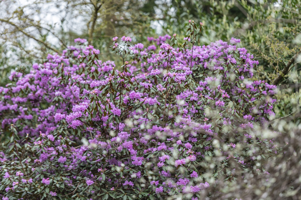 Mae'r gwanwyn yn @ChirkCastleNT llawn coed ceirios pinc, adar yn canu a chyfle i grwydro'n hamddenol wrth i flagur flodeuo yn yr ardd hudolus 5.5 acer hon. Cynlluniwch eich ymweliad: bit.ly/417g3Qg #GwleddYGwanwyn