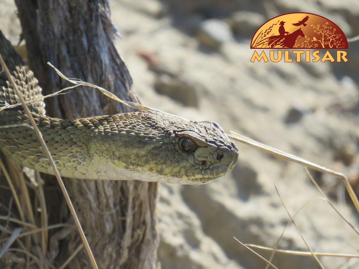 It's #NationalWildlifeWeek! Did you know that 75% of Alberta's species at risk live in the grasslands? Meet some of our grassland species at risk by visiting our website: multisar.ca/meet-grassland…