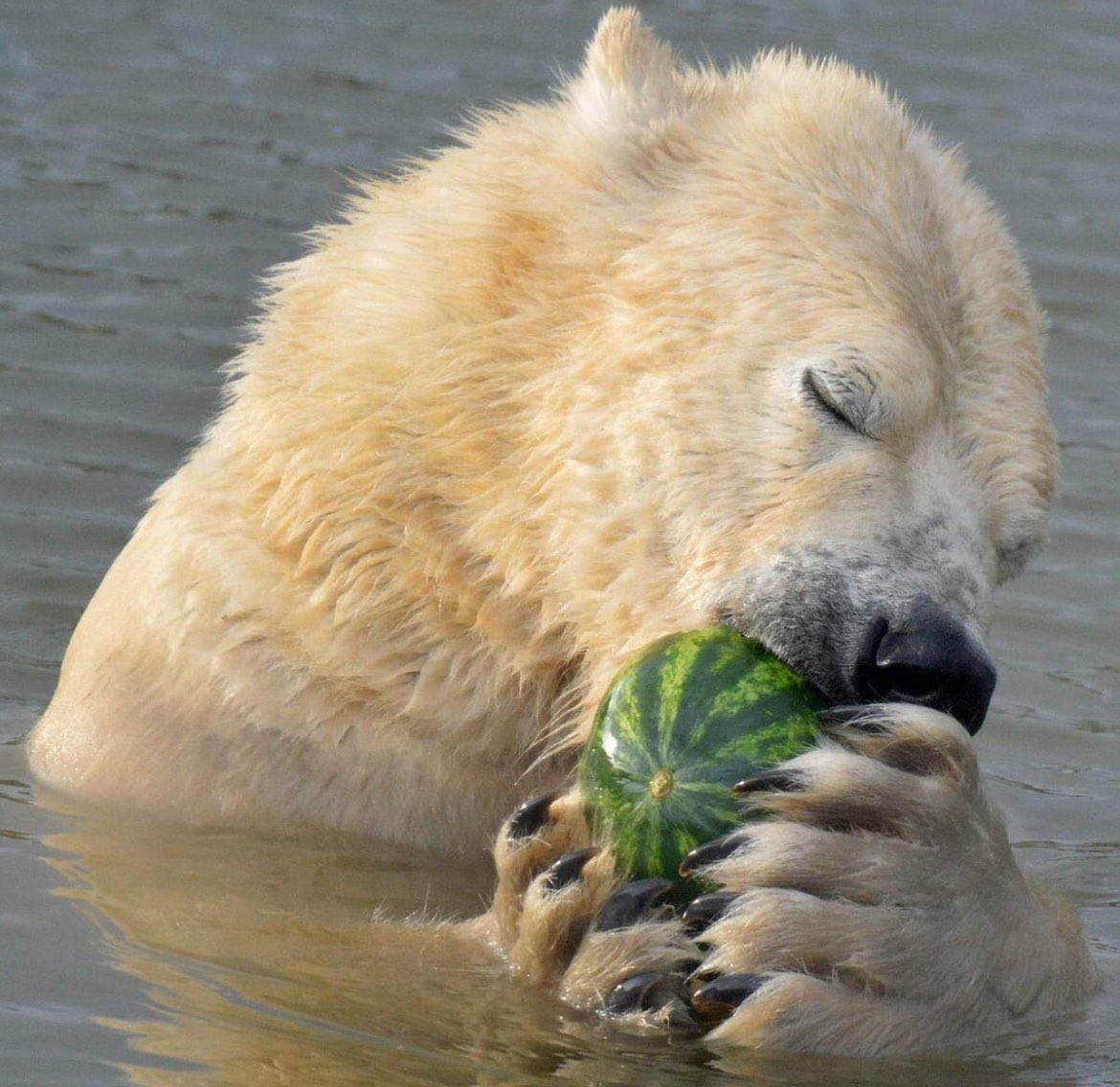 at the polar bear eating a watermelon convention