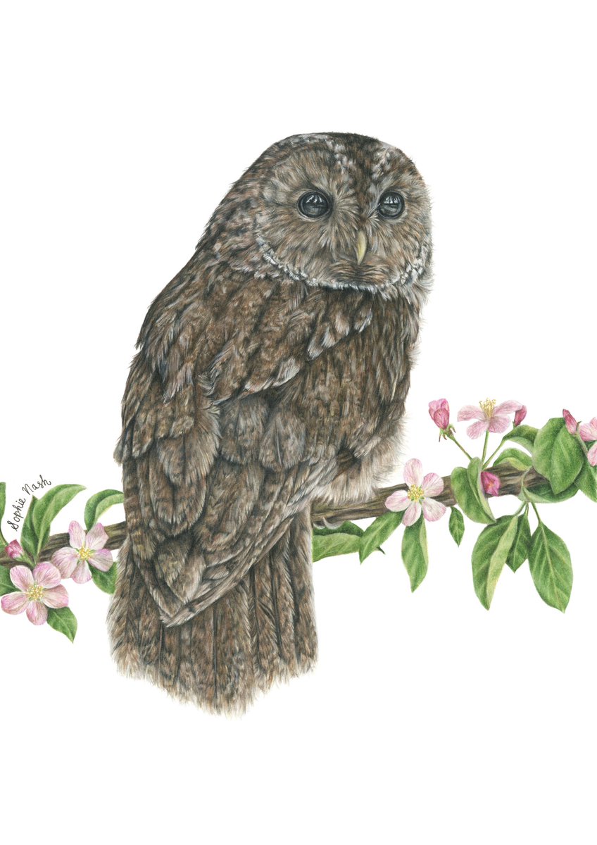 I’ve just listed my new tawny owl print on my Etsy! Each print is hand-signed and numbered, mounted in a bevel-cut mount, and packaged in plastic-free packaging! 🪶🌸 sophiewildlifeart.etsy.com/listing/171073…