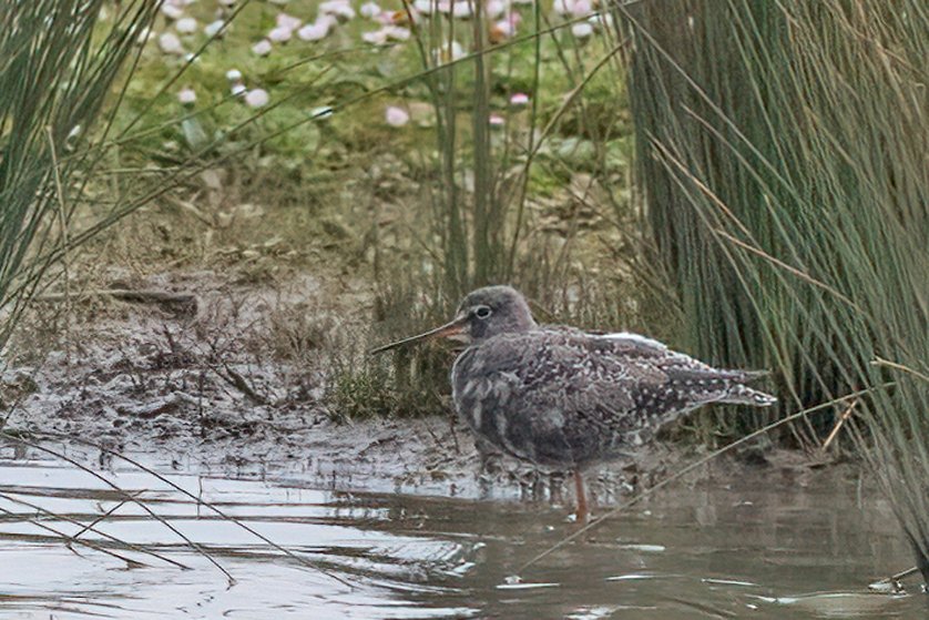The Goldcliff Spotted Redshank this morning. Colouring up nicely #gwentbirds #gwentwildlife