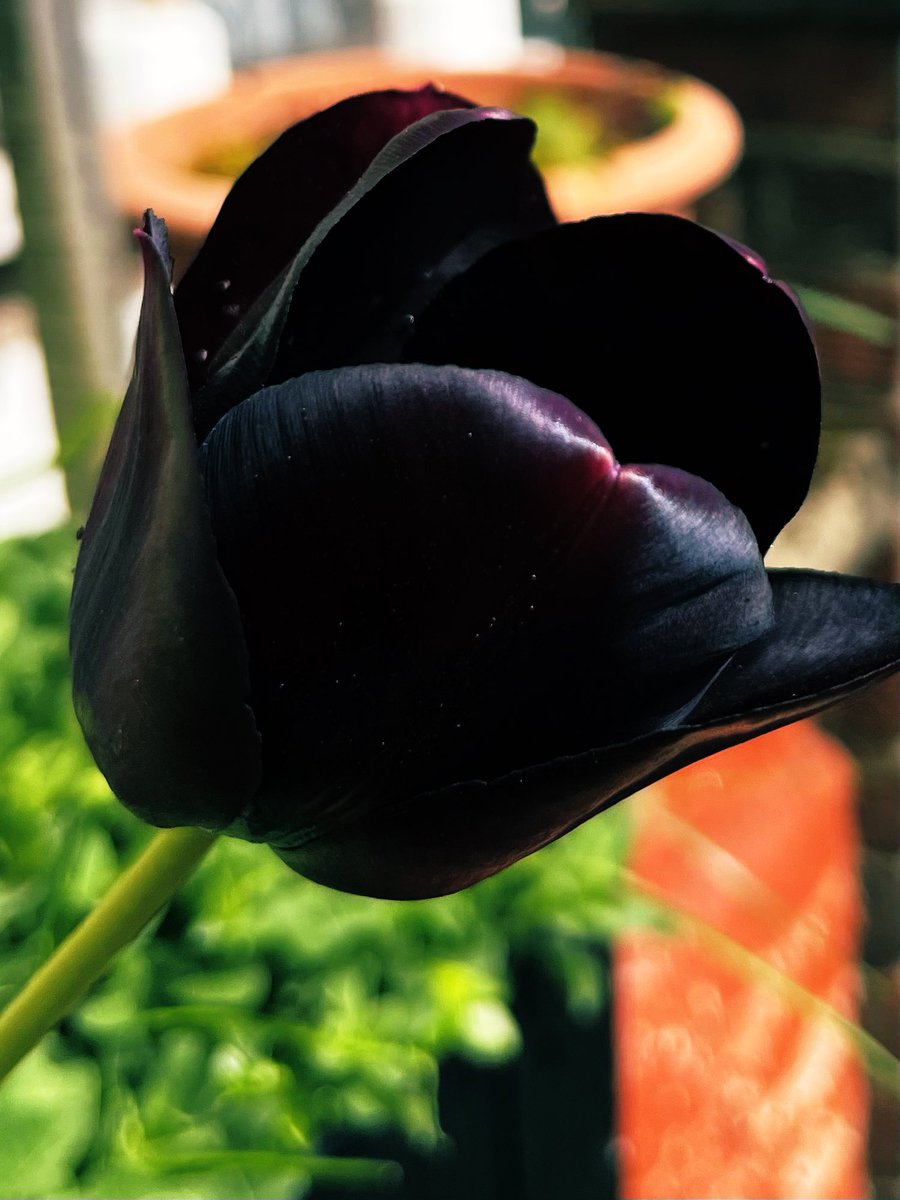 sending big monday smiles 😀 a smile is a perfect way to start any day & on my way out earlier this beautiful black tulip gave me a smile .dissapointed i couldn't do @starsoftime in Swansea but i am in beautiful wales in Barry on may 18th 🤗🤗🤗🩷