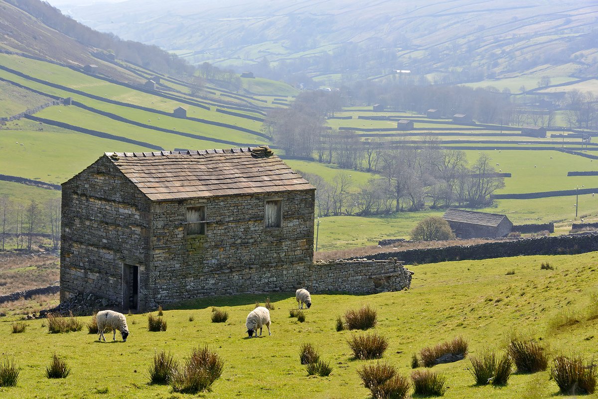 One of Swaledale's many barns. Yorkshire Dales National Park