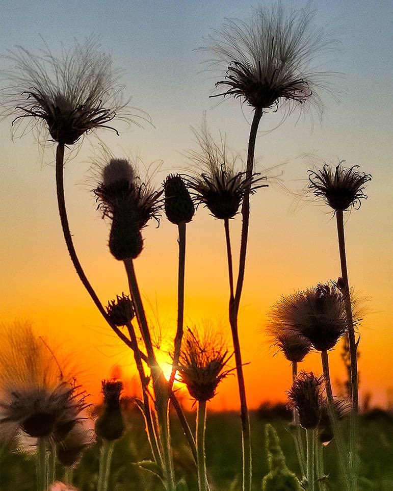 Every sunset is an opportunity to reset !

Sunset ☀️🌅☀️
Edition: 3/5 
Price : 3 $XTZ
Link: objkt.com/tokens/KT1ULaf…

#FriikkiSkulls #thechronicles #TheNightCap #SVTN #savagenation #OneLoveDAO #flowfrenznft #flowfamnft