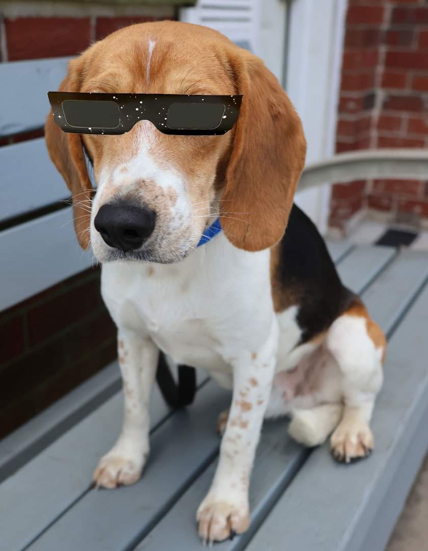 Pepper is ready for the eclipse!🕶️ Can he watch with you?🐾 ny-petrescue.org #eclipse #eclipse2024 #EclipseSolar2024 #eclipseglasses #beagle #beaglelover