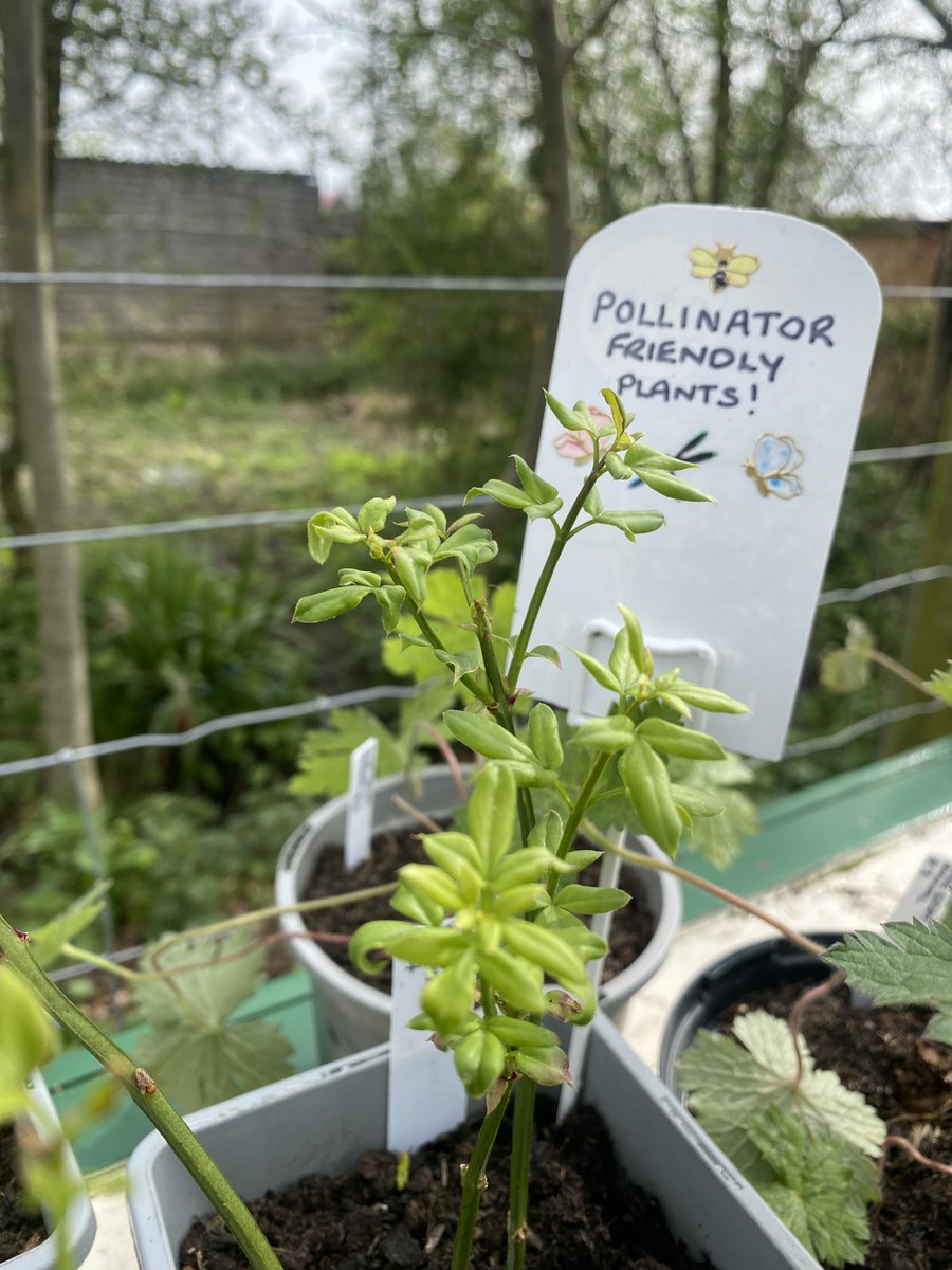 We have new plant stock for sale here at the sanctuary, and all profits go back to helping us care for our 600+ rescued residents! #essex #pollinators