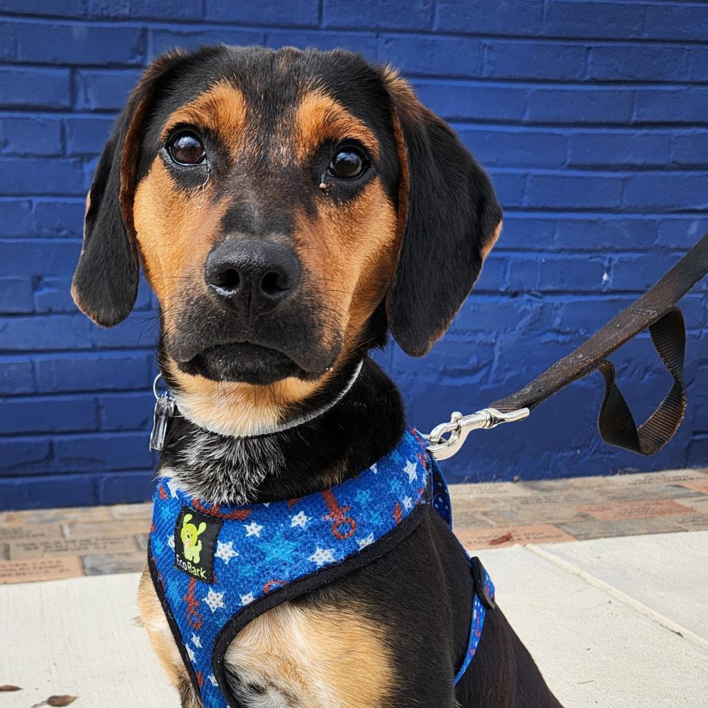 Get rid of those Monday blues by adopting Duke! A 6 month old beagle puppy, Duke is sure to steal your heart (and toys and snacks)! Duke is learning about training/commands, and would do best in a family who can provide him with plenty of enrichment! ow.ly/BwXt50Ra3YA