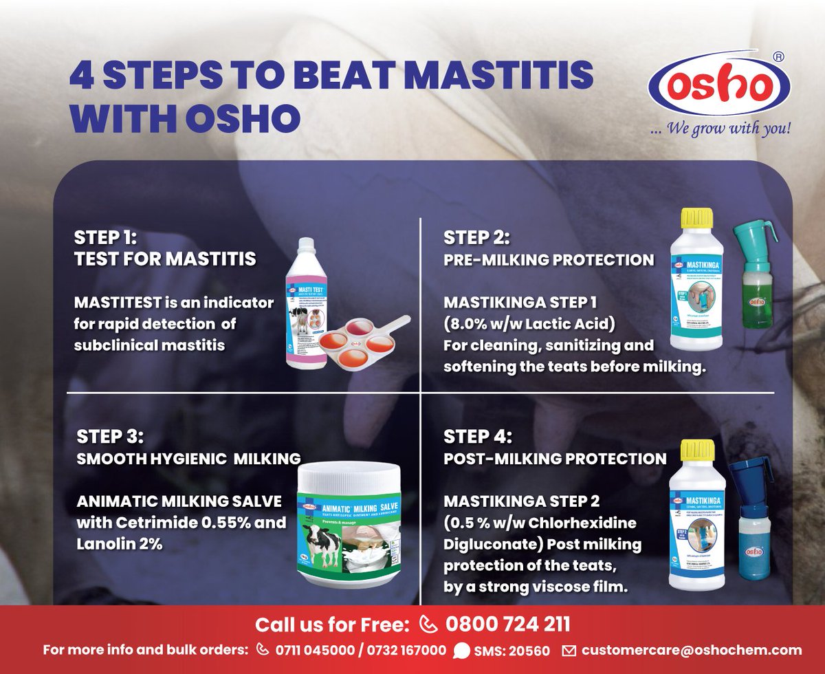 Beat Mastitis with Osho!​ Follow these 4 steps to ensure your #dairy cows stay healthy.​ Contact us today to gain insights via our toll-free line: 0800724211, or call 0711 045 000 / 0732 167 000. You can also reach us via SMS at 20560 or on WhatsApp at 0791720516. #wegrowwithyou