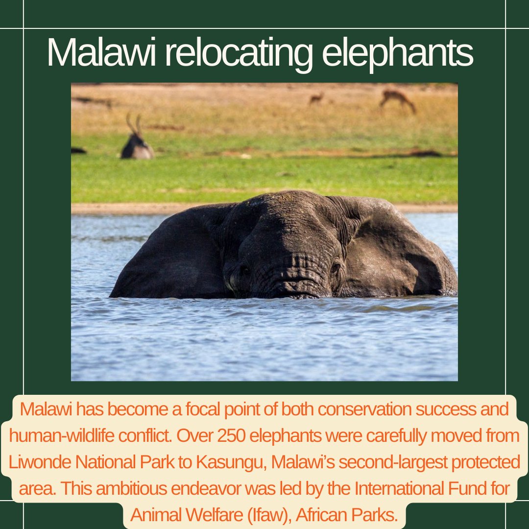 🐘💙 #AGEafrica #chats #Elephants #Malawi