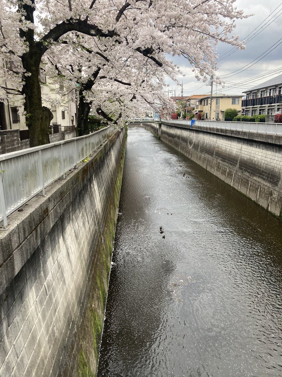 restaurant_mur2's tweet photo. 葉桜もチラホラ
静かな川沿いでした
明日は通勤・通学お気をつけて🙏🏽 https://t.co/GPnAoSx9Mf
