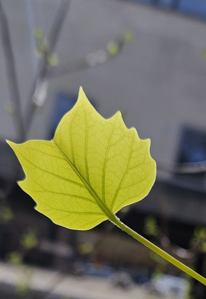 Tulip Poplar Tree, Sidgwick Site, University of Cambridge. One of my faves as it is KY's 'state tree'. I went to it to make a video about our new annual report @MCTDCambridge. So PROUD of the hard work that my team has been doing ! See for yourself at mctd.ac.uk