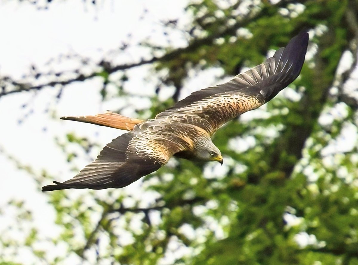 A Red Kite in Buckinghamshire yesterday