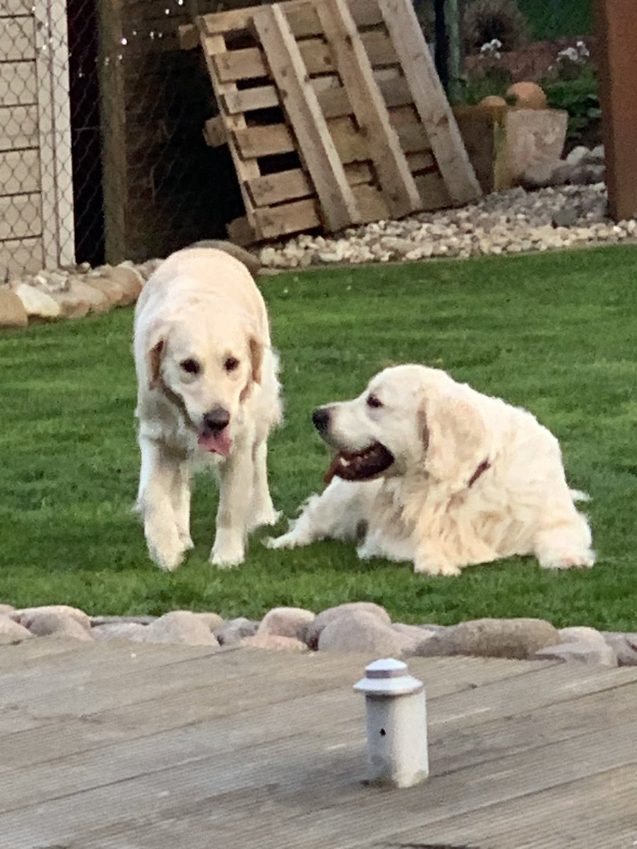 SabineRausch7's tweet photo. Großartig die beiden 🐾🐾♥️🐾🐾 https://t.co/7mBjAmd4Vk