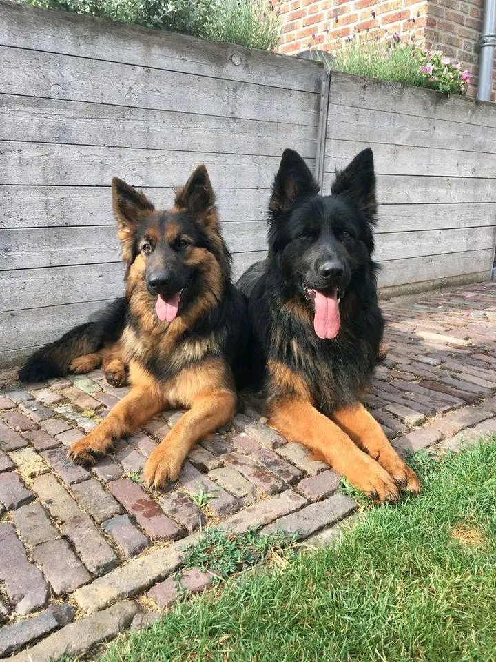 German Shepherd tweet media
