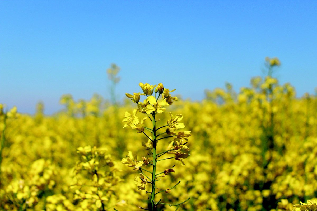 The #oilseed market is looking ahead to the new crop, even though there appears to be plenty of old crop rapeseed still looking for a home – with f#armers holding back amid low prices. @UnitedOilseeds @AHDB_Cereals bit.ly/3JbKi0G