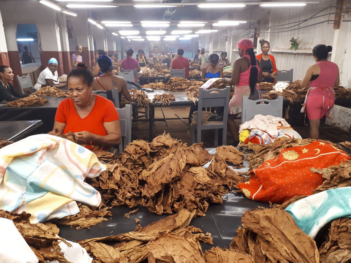 Arranca #hoy el beneficio de tabaco tapado en #ArtemisaJuntosSomosMás. Etapa culminante del ciclo productivo de las suculentas hojas cubanas cosechadas en la #CampañaTabacalera 23-24 con destino al torcido de exportación de #Cuba
.
#AgriculturaCubana