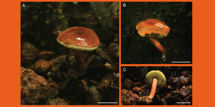 [#Mycology] Paleotropical distribution of the genus Neotropicomus A.C.Magnago, Alves-Silva & T.W.Henkel: a new species from India ⤵ ✒ Salna NANU & T. K. Arun KUMAR 🔗cryptogamie.com/mycologie/45/5 #mushroommonday #fungifriday #newspecies