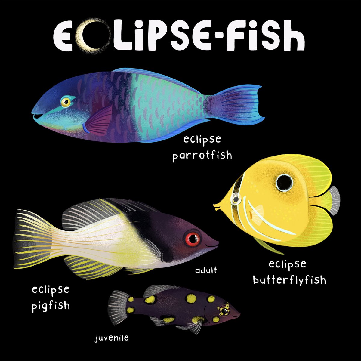 Happy Eclipse Day! Here are some eclipse-fish for you! #eclipse #eclipsefish #butterflyfish #hogfish #parrotfish #fish