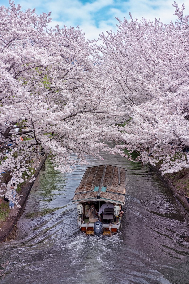 🌸京都の美しい満開の桜🌸