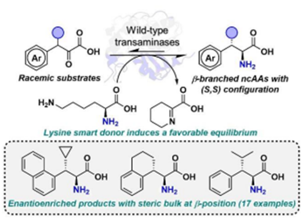 Lysine an amine donor in transaminase-catalyzed reactions?

A thrifty hack for driving equilibria!

chemrxiv.org/engage/chemrxi…