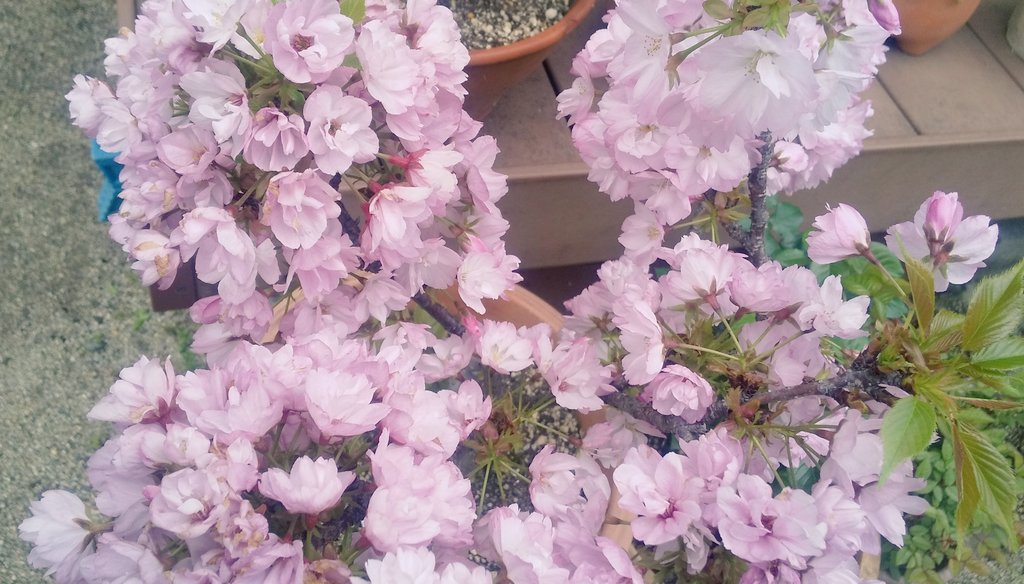 今日は生憎の雨でソメイヨシノは散り終わってしまいそう😢今年のサクラの季節はもう終わりかな。 庭の鉢植えのサクラはちょっと遅めに咲くので今が見頃🌸今日の雨にも耐えてくれるはず💪 しかし上から撮ってもダメですね、全然伝わらない…😅